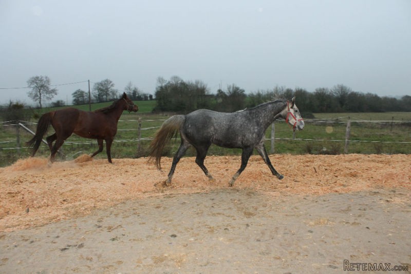 Stunning Equestrian Property Set On 13.. - 2