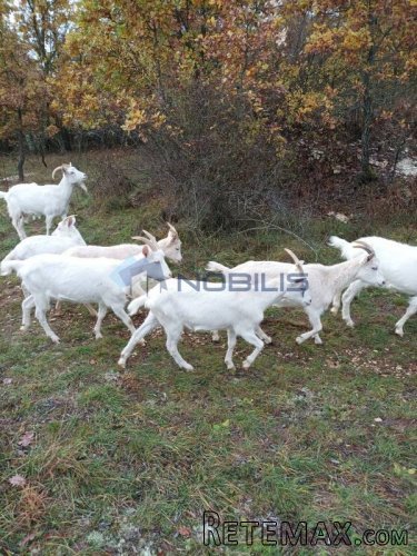 Istra, Sv. Lovreč - Knapići, zemljište 24.000 m2 - 2