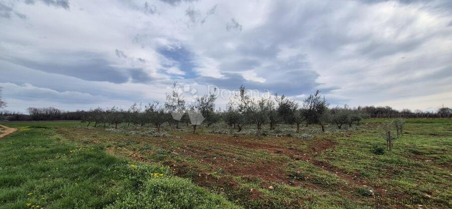 Zemljište sa 60 maslina površine 10200 m2 - 2