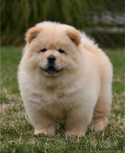 Chow Chow Čau Čau štenci - 2