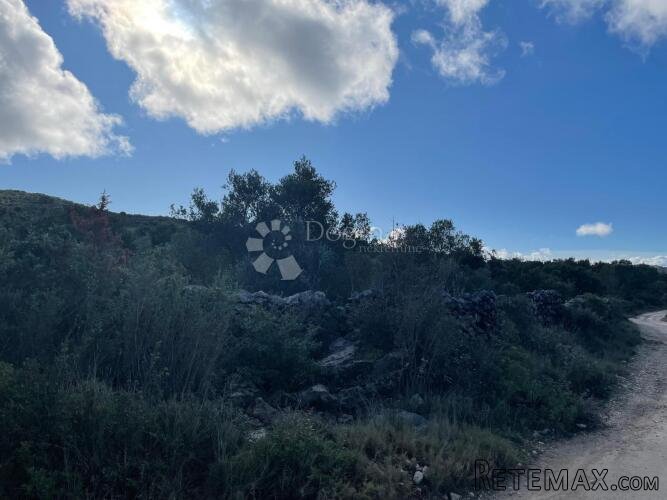 Maslinik kod Kraja, otok Pašman. - 2