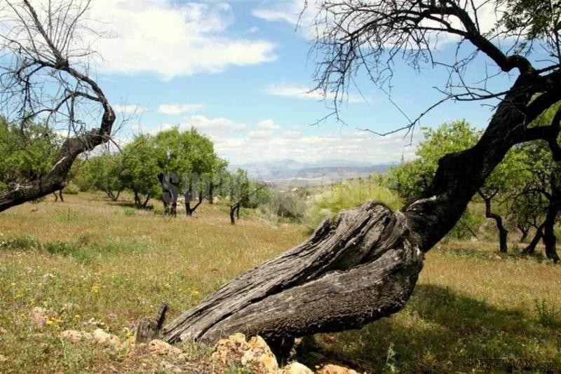 Plot/land For Sale In Monda, Monda..