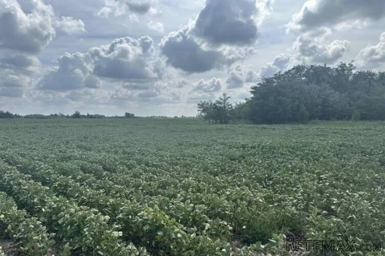 Prodajem poljoprivredno zemljiste u Futogu - 4