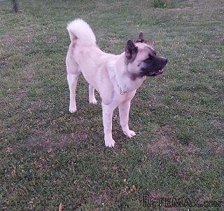 Američka akita, parenje 