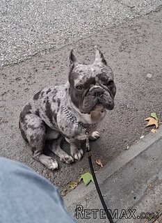 Exoticni Merle francuski buldog za parenje-kućni pas