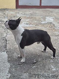 Bostonski terijer dostupan za parenje