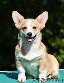 Velski korgi/Welsh Corgi Pembroke štenci