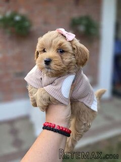 Maltipoo nove bebe 