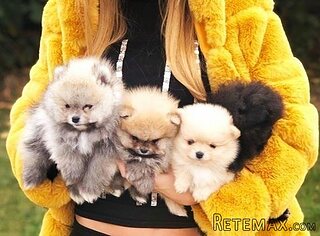 Pomeranski špic,Pomeranac,Pomeranian,Boo štenci