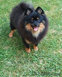 Pomeranski spic muzjak