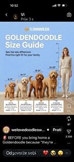 Goldendoodle prelepi štenci
