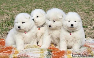 Samojed prelepi štenci