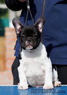 French bulldog/Francuski buldog štenci