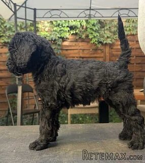 Stenci standard pudle na prodaju, starosti 2 ipo meseca 
