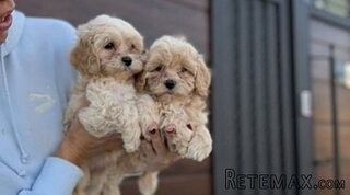 Maltipoo vrhunske genetike