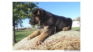 Rubi....Remarkable AKC Black/Tan GS Fema